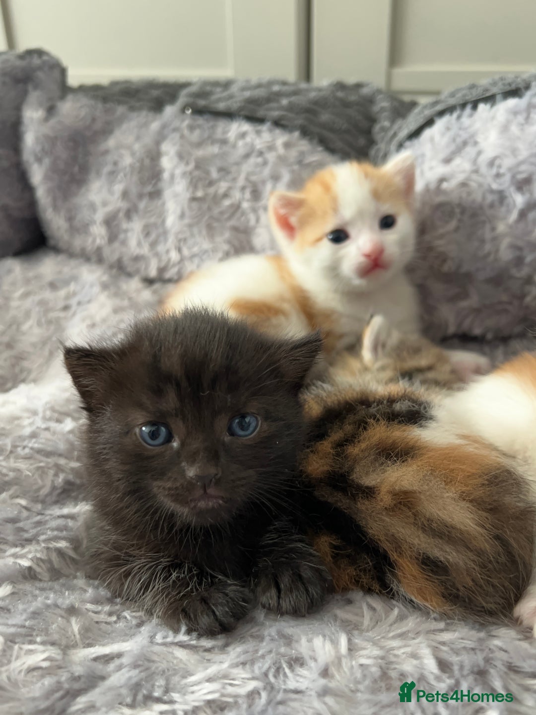 Mixed Breed cats for sale: 3 mixed breed kittens available - Image 7