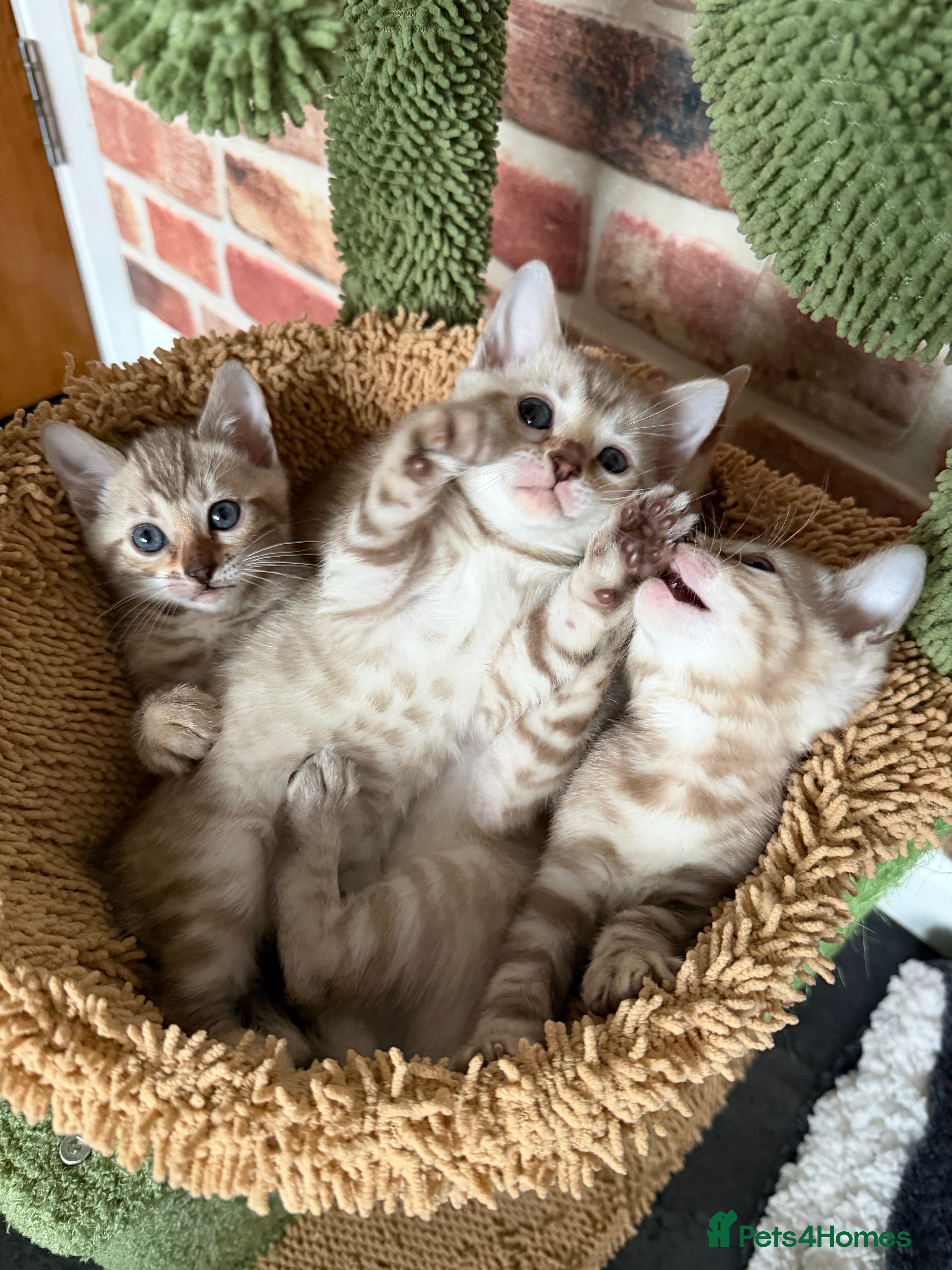 Bengal cats Albino Bengal Kittens, TICA Registered.  - Advert 14