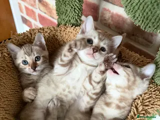 Bengal cats Albino Bengal Kittens, TICA Registered. - Advert 14