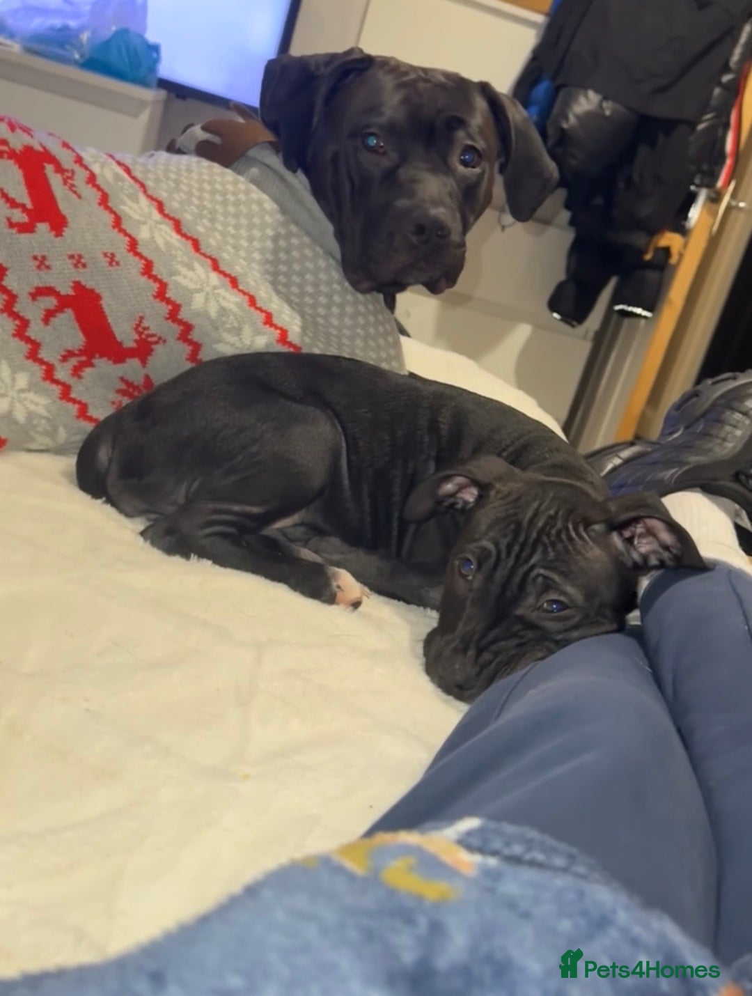 Mixed Breed dogs for sale: Beautiful cane corse/staff pup for sale  - Advert 5