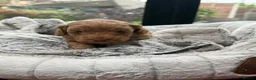 Cavapoo dogs for sale: Beautiful Male Cavapoo Puppies – £1,500 🐾 - Advert 11