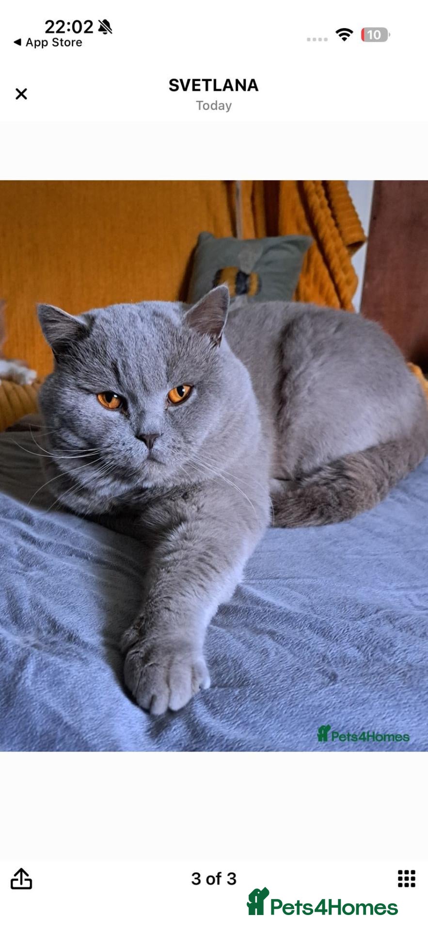 British Shorthair cats Top Quality purebreed BSH kittens - Advert 2