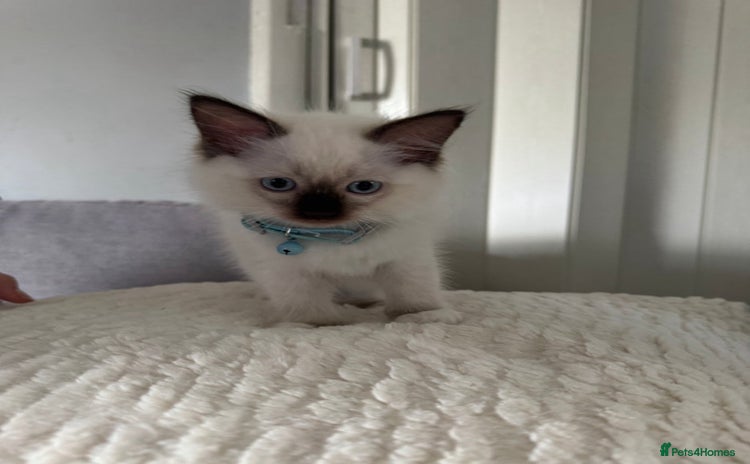 Ragdoll cats - Advert 14