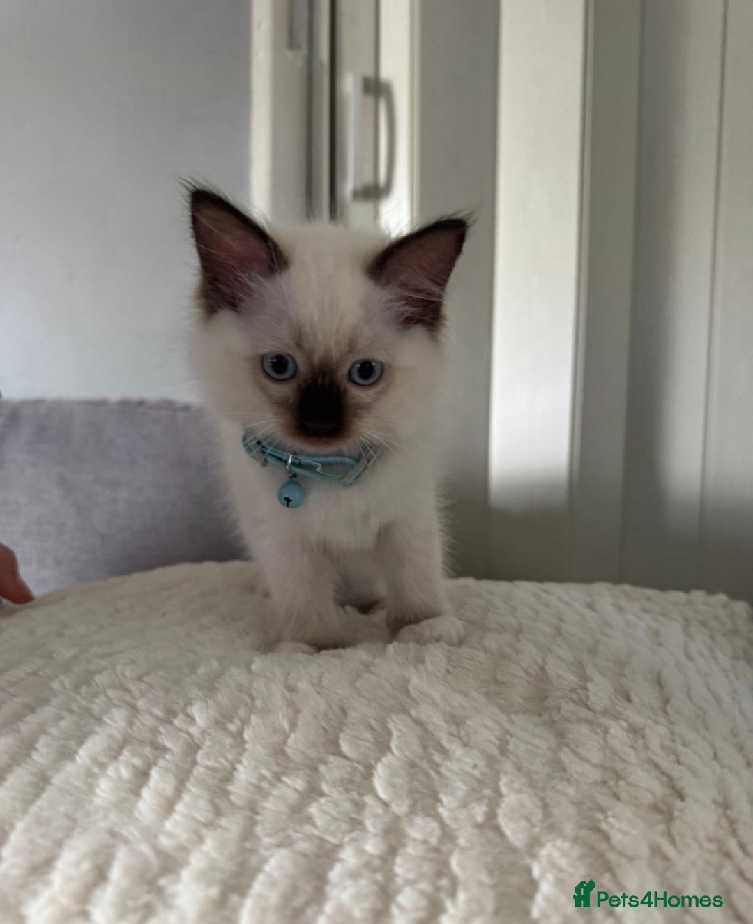Ragdoll cats for sale: Pure ragdoll kitten coming with all essentials  - Image 1