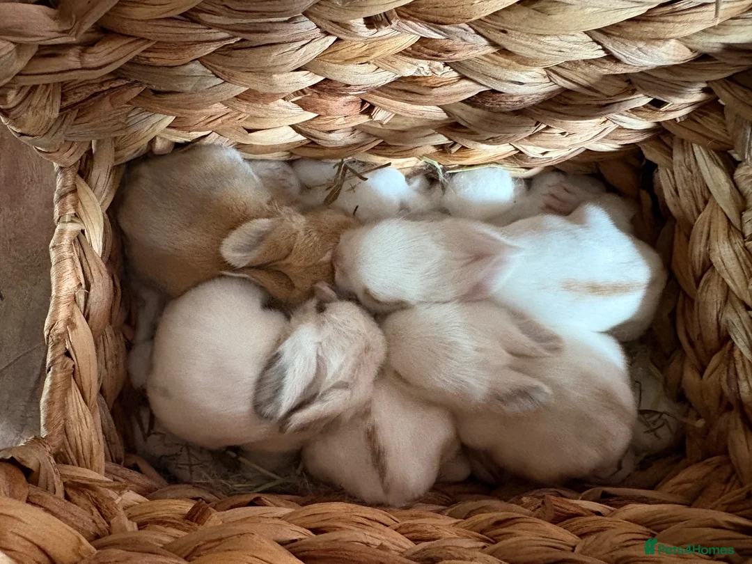 Mixed Breed rabbits for sale: Adorable Angora x Lop Baby Rabbits - Advert 2