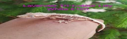 Gecko reptiles for sale: Various Crested Geckos for sale  - Advert 5