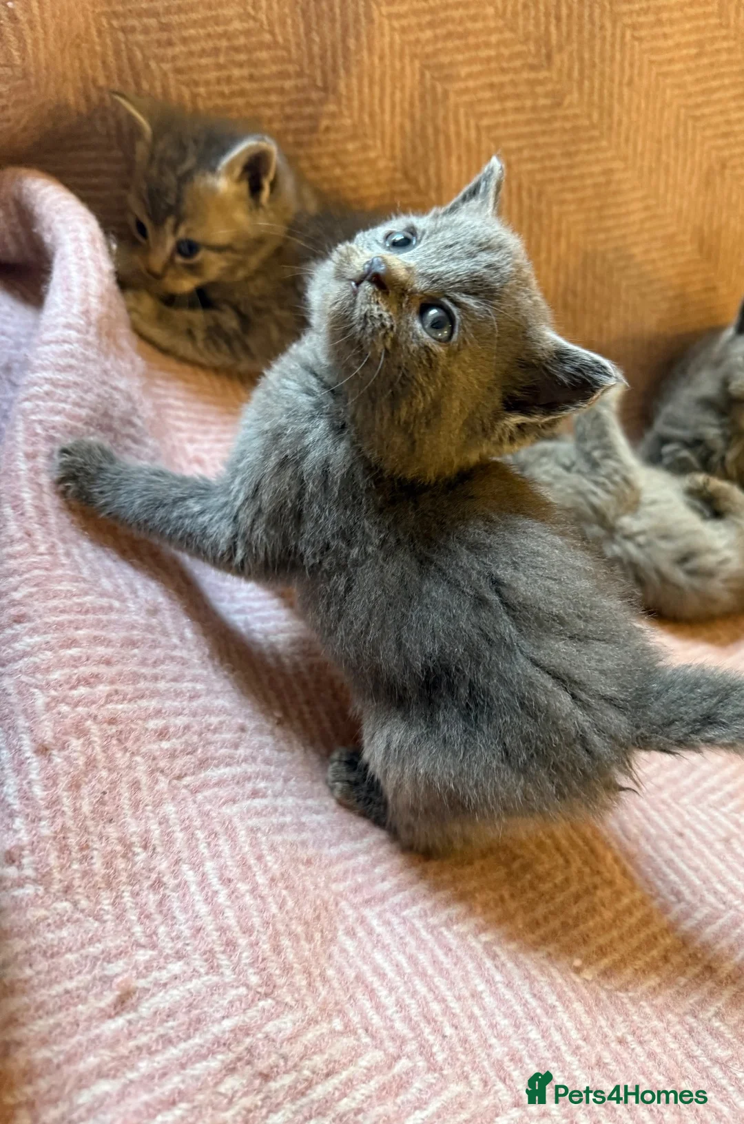 Scottish Fold cats for sale: 8 Beautiful blue Scottish folds  - Advert 2