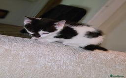 Mixed Breed cats for sale: Female kitten  - Advert 6