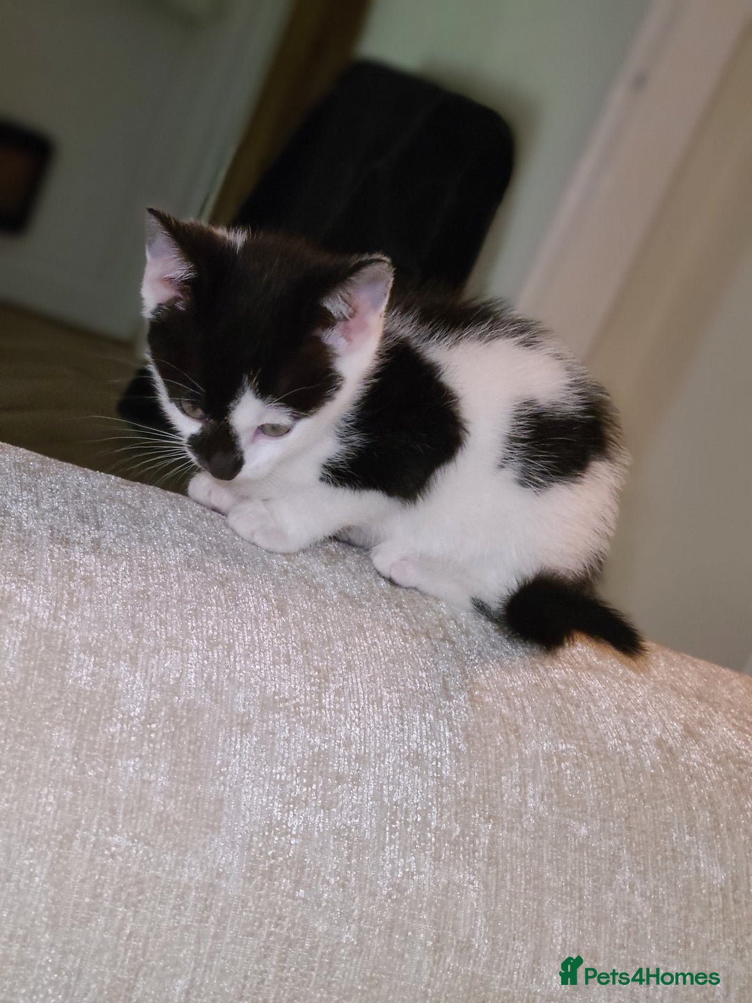 Mixed Breed cats for sale: Female kitten  - Advert 6