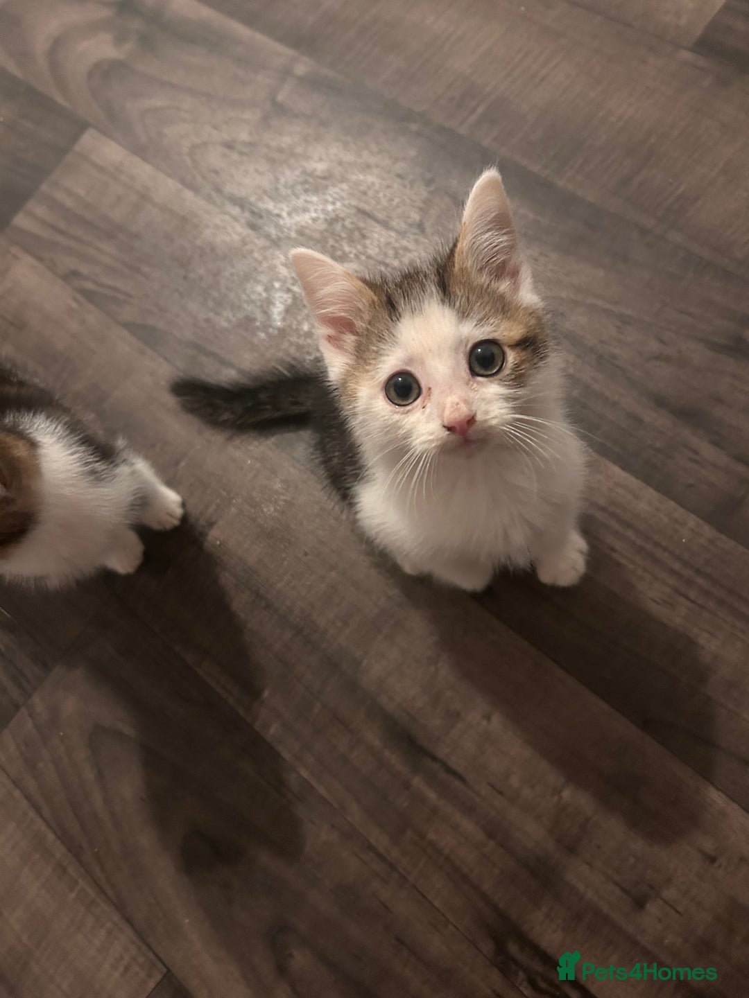 British Longhair cats for sale: 2 beautiful boy kittens ready to leave  - Advert 2