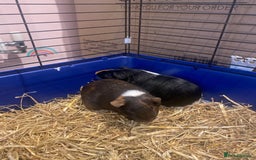 Guinea Pig rodents for sale: Guinea Pigs for Sale - Image 6