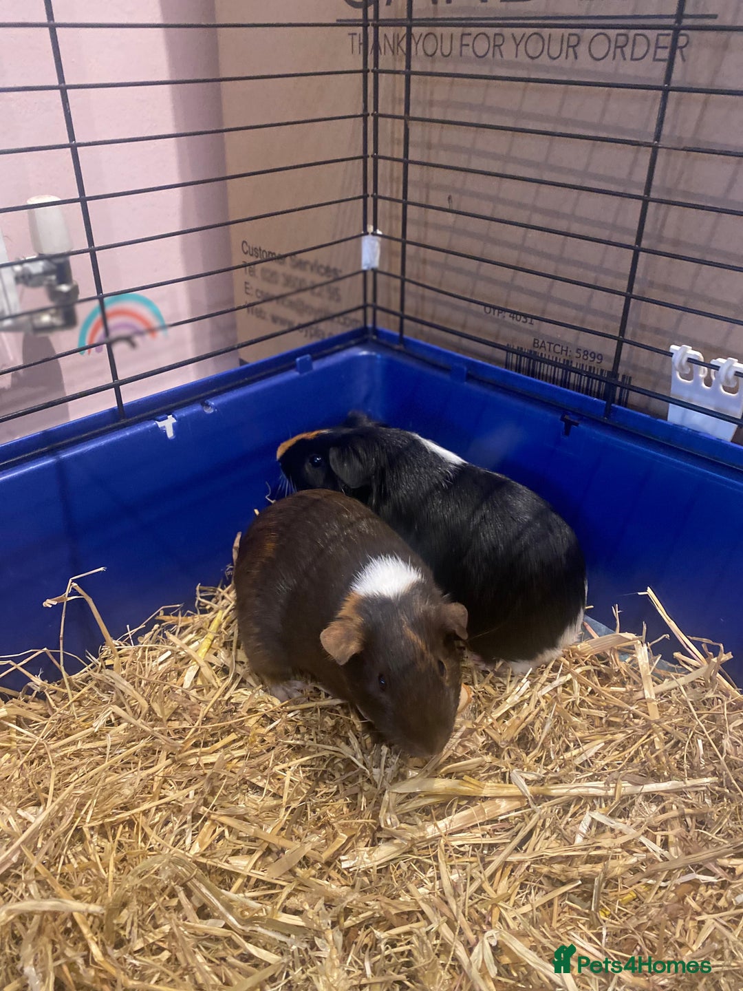 Guinea Pig rodents for sale: Guinea Pigs for Sale - Image 6