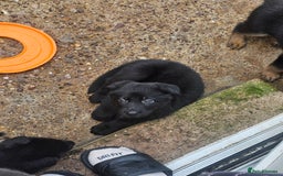 German Shepherd dogs for sale: German shepherd puppies  - Image 11