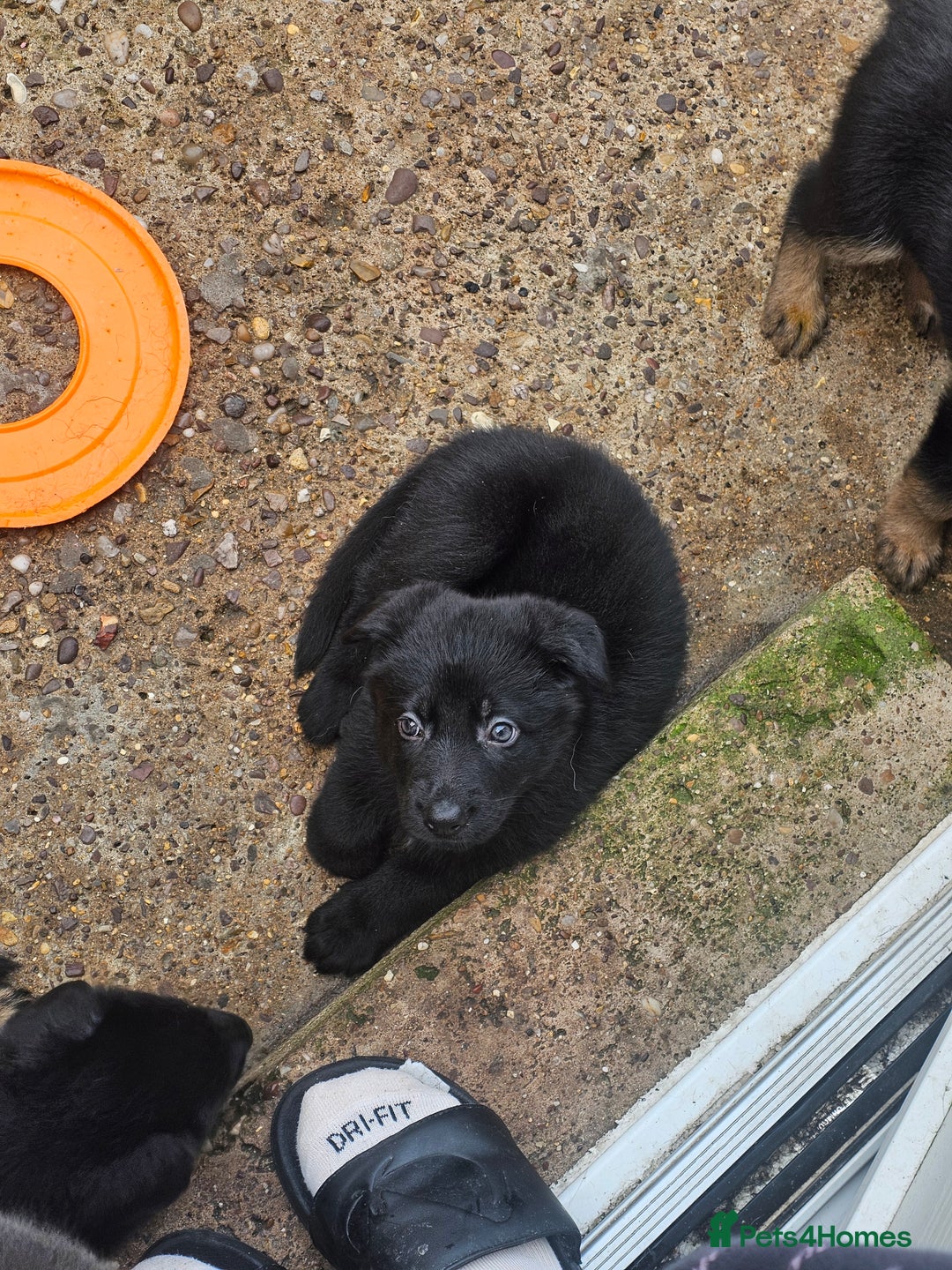German Shepherd dogs for sale: German shepherd puppies  - Image 11