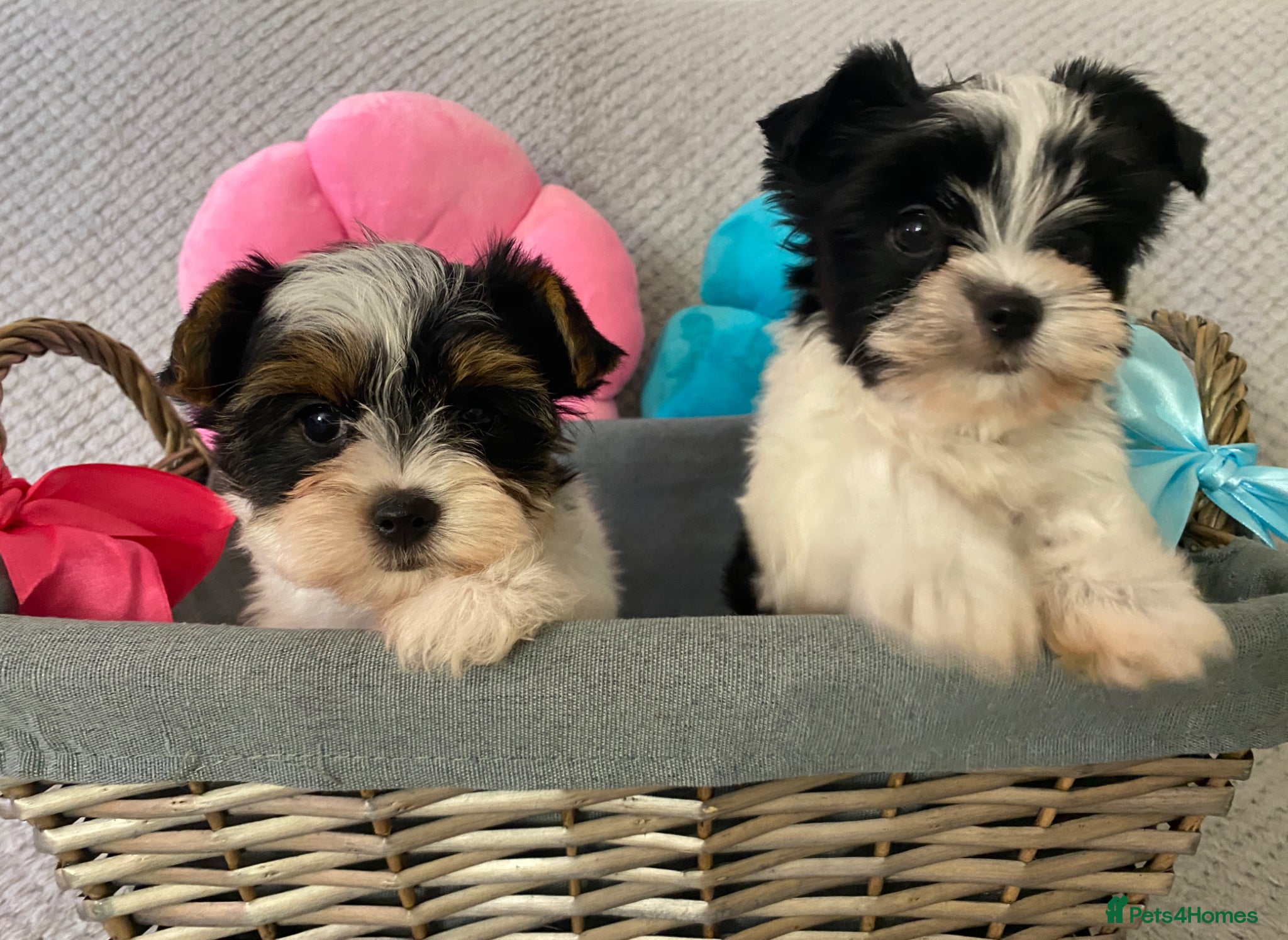 Yorkshire Terrier dogs Beautiful small Biewer Yorkshire Terrier Pedigree  - Advert 3