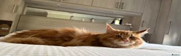 Maine Coon cats for sale: TICA reg FULL PEDIGREE MALE KITTEN  - Advert 7
