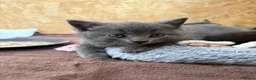 British Shorthair cats for sale: British shorthair cross kittens - Advert 31