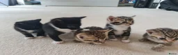 Mixed Breed cats for sale: 5 Heart-Melting Baby Kittens Ready for Love! - Advert 20