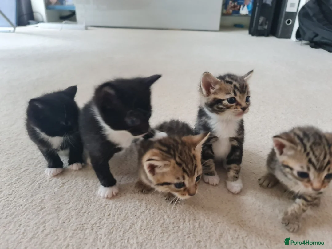 Mixed Breed cats for sale: 5 Heart-Melting Baby Kittens Ready for Love! - Advert 20