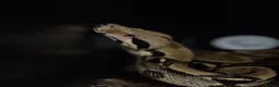 Boa Snake reptiles for sale: Boa constrictor (8ft) - Advert 3