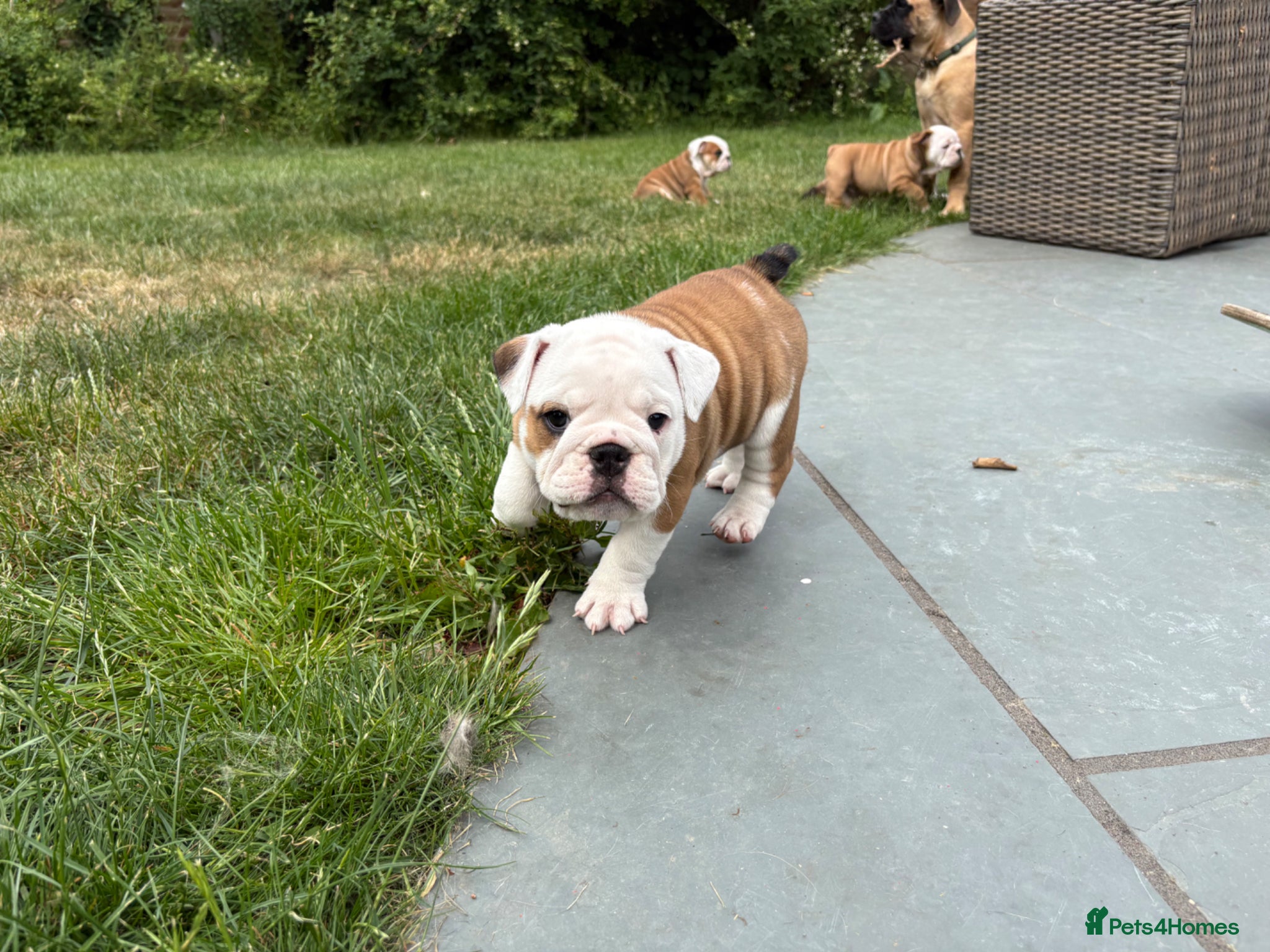 English Bulldog dogs for sale: 🐾KC reg Red & White English Bulldog 🐶 - Advert 12