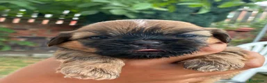 Shih Tzu 1