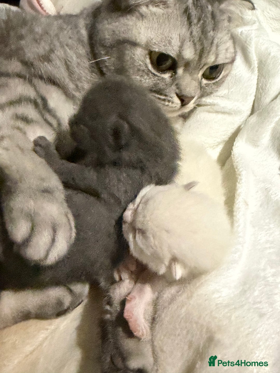 British Shorthair cats for sale: British Shorthair vs Scottish Fold  - Advert 7