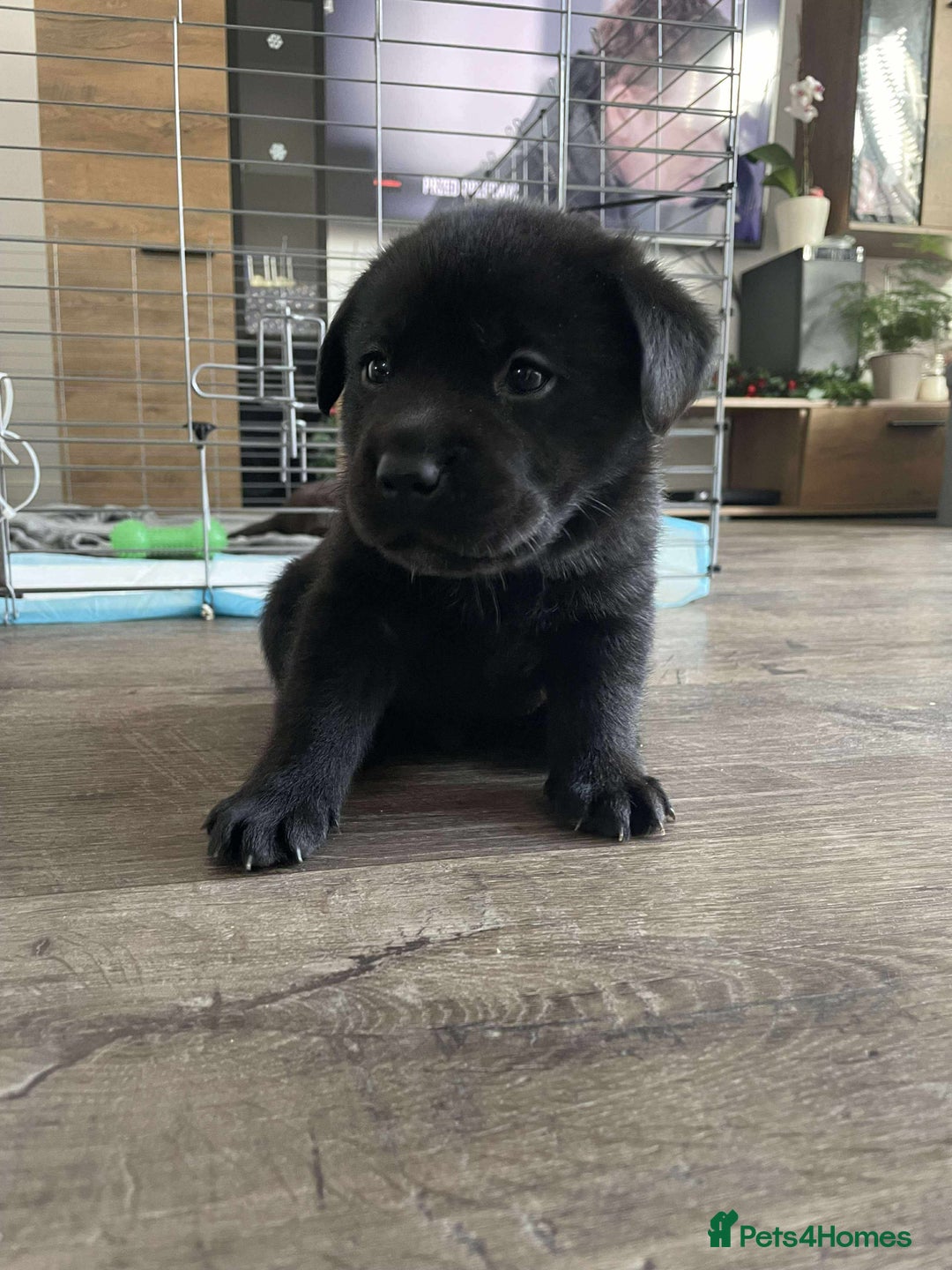 Labrador Retriever dogs for sale: Healthy Labrador Puppies Looking for Forever Homes - Advert 21