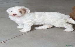 Mixed Breed dogs for sale: Cavapoo puppies - Image 10