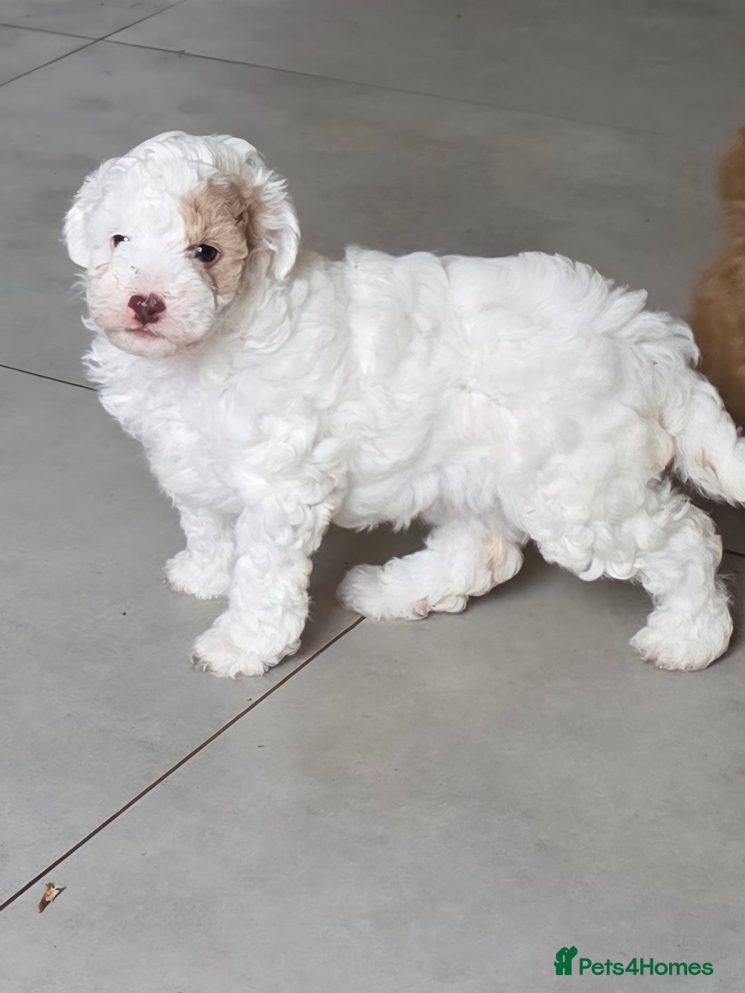 Mixed Breed dogs for sale: Cavapoo puppies - Image 10