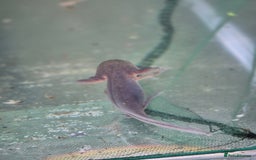 Other/Mixed Breed fish for sale: Axolotl - Image 2