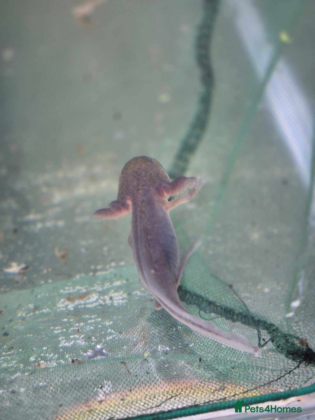 Other/Mixed Breed fish for sale: Axolotl - Image 2