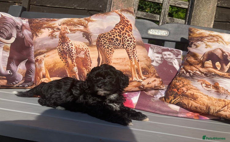 Shihpoo dogs - Advert 3