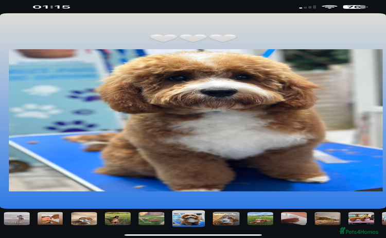 Cavapoo dogs in Weston-super-Mare - Advert 2