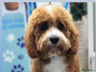 Cavapoo dogs in Weston-super-Mare - Advert 2