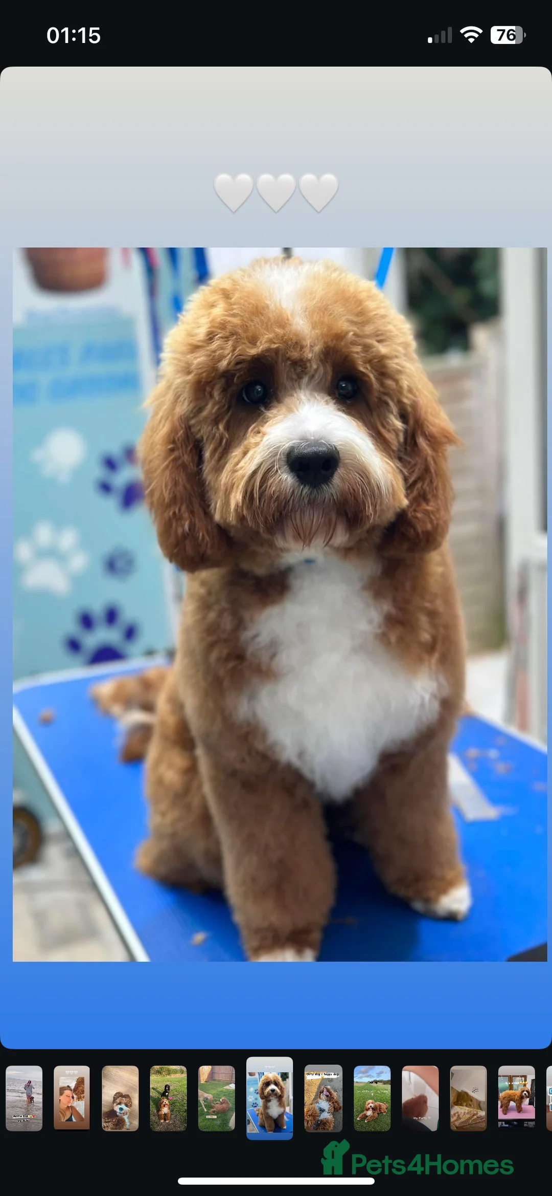 Cavapoo dogs for stud: Handsome Cavapoo Stud Dog 🐾  - Advert 1
