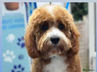 Cavapoo dogs Handsome Cavapoo Stud Dog 🐾 - Advert 1