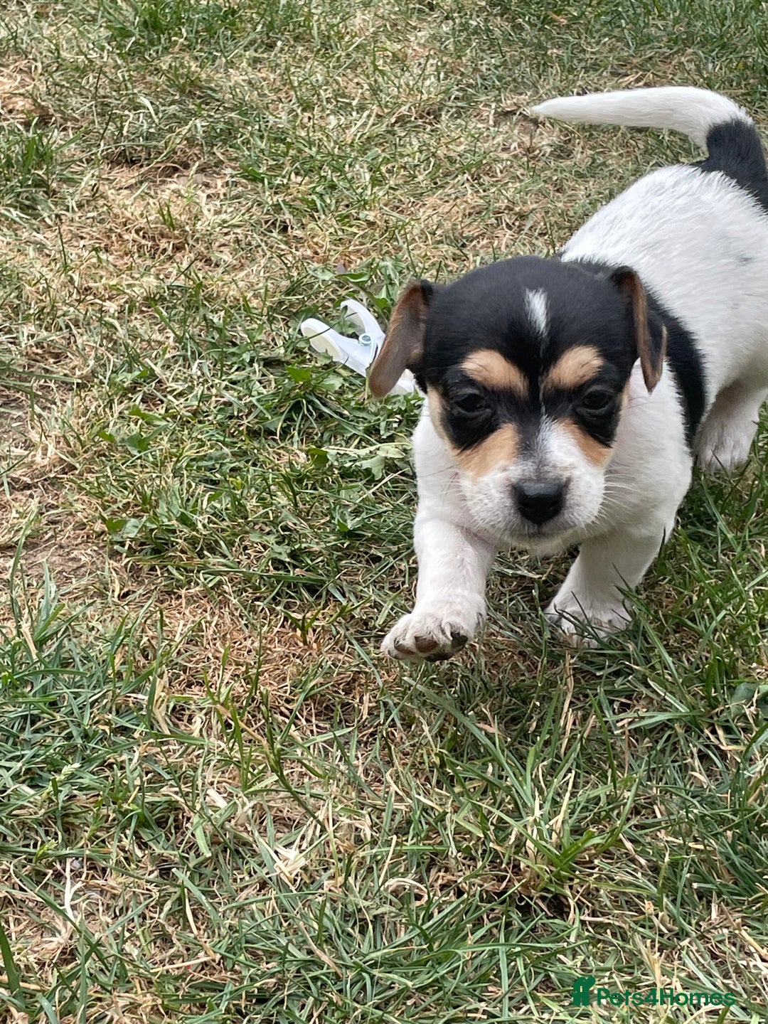 Jack Russell dogs for sale: Jack russell puppies - Image 15