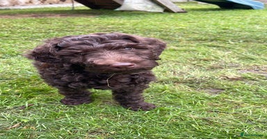 Labradoodle dogs - Advert 6