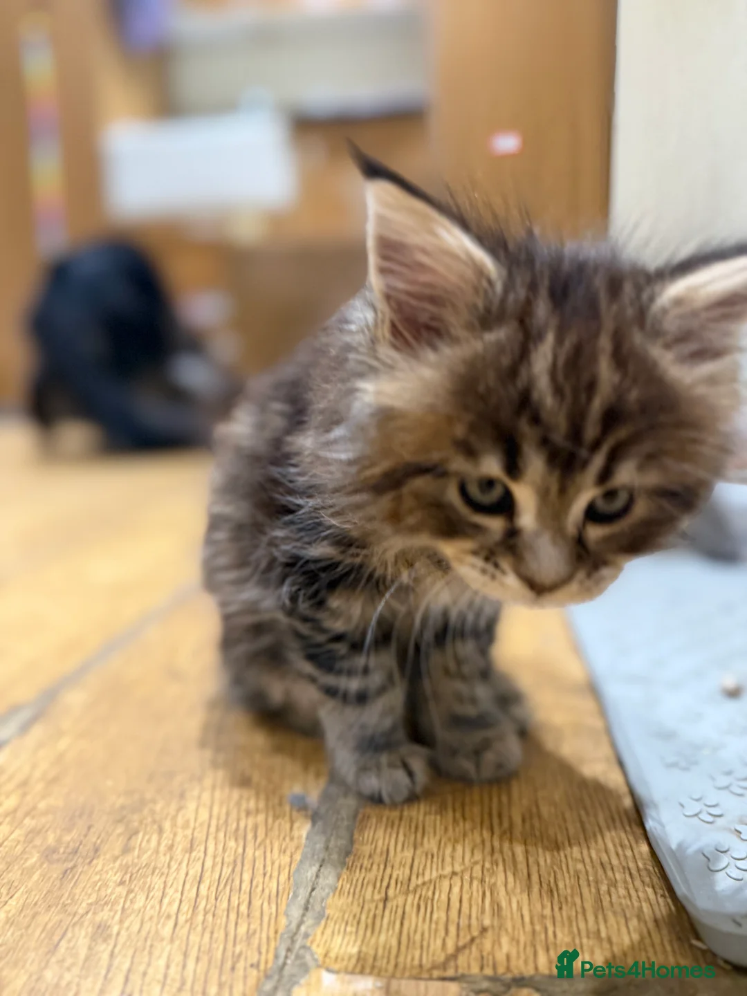 Maine Coon cats for sale: 1 left Purebred Maine Coon Kittens - TICA 🐾 - Advert 22
