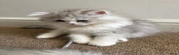 Persian cats for sale: Persian doll face & persian chinchilla  - Advert 5