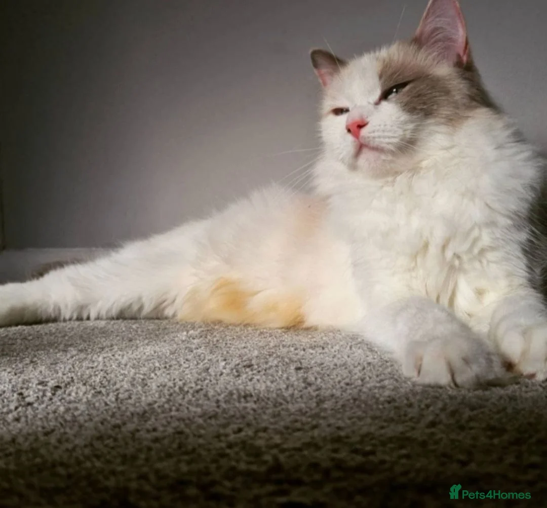 Ragdoll cats for sale: Ragdoll kittens looking for loving homes - Advert 1