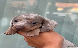 Miniature Dachshund dogs for sale: Isabella and tan dapple miniature dachshunds - Image 21