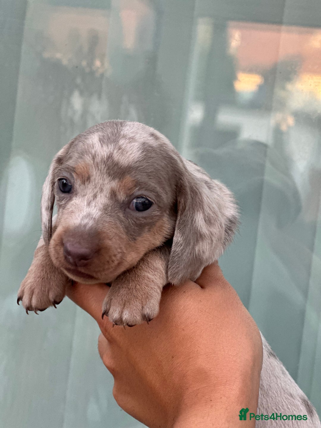 Miniature Dachshund dogs for sale: Isabella and tan dapple miniature dachshunds - Image 21