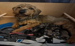 Dachshund dogs for sale: Minature dachshund puppies  - Image 15