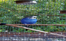 Budgerigars birds for sale: Baby Budgies In Warlingham (Ready 10th August) - Image 14
