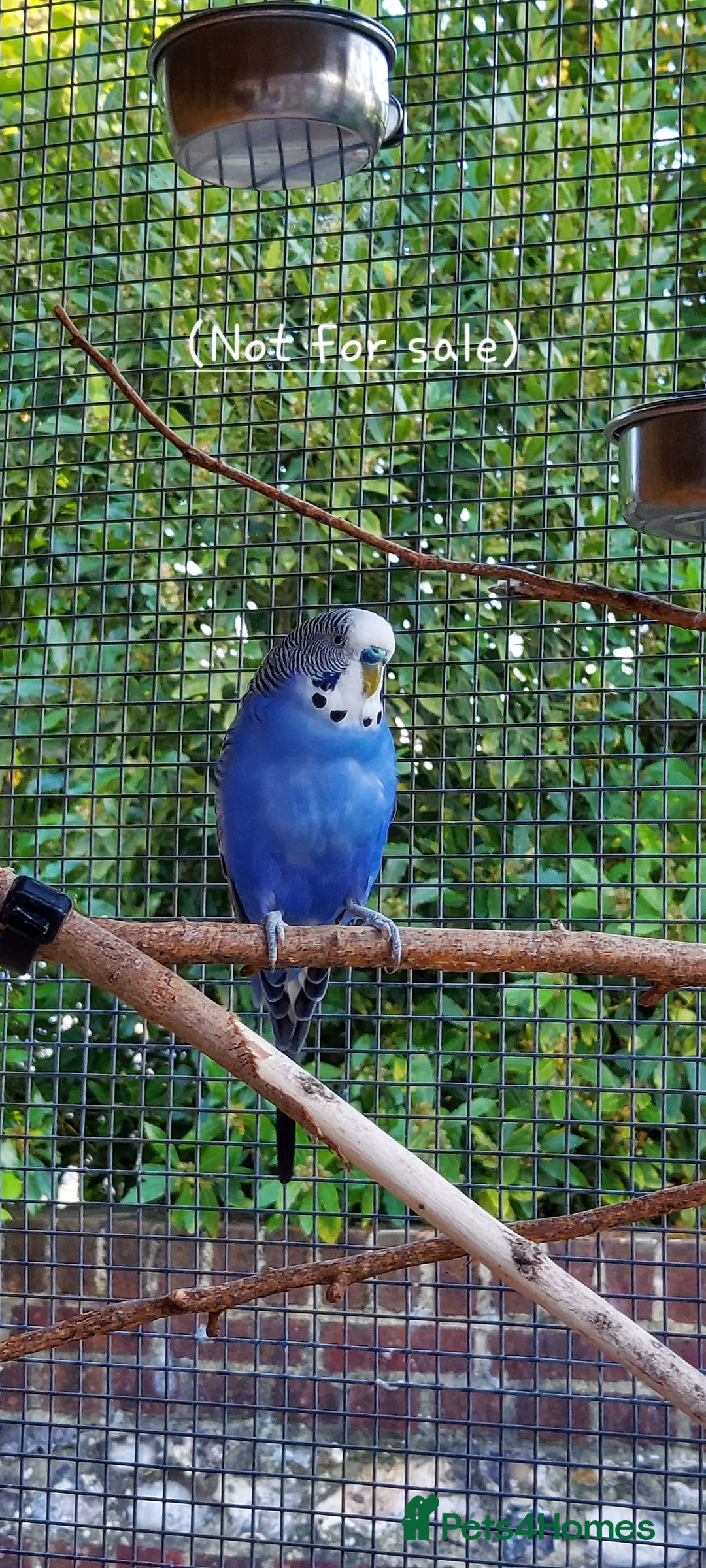 Budgerigars birds for sale: Baby Budgies In Warlingham (Ready 10th August) - Image 14