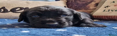 Springador 4