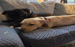 Staffordshire Bull Terrier dogs for sale: Beautiful litter of 9 Staffs  - Image 5