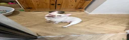 French Bulldog dogs for sale: Beautiful boy - Advert 5